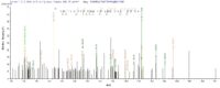 SEQUEST analysis of LC MS/MS spectra obtained from a run with QP7188 identified a match between this protein and the spectra of a peptide sequence that matches a region of Carboxylesterase 1C.