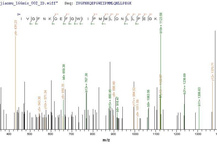 SEQUEST analysis of LC MS/MS spectra obtained from a run with QP7188 identified a match between this protein and the spectra of a peptide sequence that matches a region of Carboxylesterase 1C.
