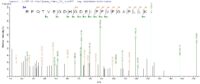 Additional SEQUEST analysis of the LC MS/MS spectra from QP7188 identified an additional between this protein and the spectra of another peptide sequence that matches a region of Carboxylesterase 1C confirming successful recombinant synthesis.