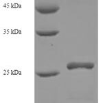 SDS-PAGE separation of QP7191 followed by commassie total protein stain results in a primary band consistent with reported data for HLA-DMA. These data demonstrate Greater than 90% as determined by SDS-PAGE.