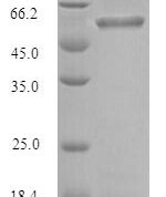 SDS-PAGE separation of QP7192 followed by commassie total protein stain results in a primary band consistent with reported data for Gingipain R1. These data demonstrate Greater than 80% as determined by SDS-PAGE.