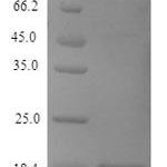 SDS-PAGE separation of QP7196 followed by commassie total protein stain results in a primary band consistent with reported data for Dipeptidyl aminopeptidase A. These data demonstrate Greater than 90% as determined by SDS-PAGE.