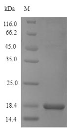 SDS-PAGE separation of QP7196 followed by commassie total protein stain results in a primary band consistent with reported data for Dipeptidyl aminopeptidase A. These data demonstrate Greater than 90% as determined by SDS-PAGE.