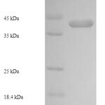 SDS-PAGE separation of QP7197 followed by commassie total protein stain results in a primary band consistent with reported data for Enterotoxin type C-2. These data demonstrate Greater than 90% as determined by SDS-PAGE.