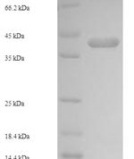 SDS-PAGE separation of QP7197 followed by commassie total protein stain results in a primary band consistent with reported data for Enterotoxin type C-2. These data demonstrate Greater than 90% as determined by SDS-PAGE.