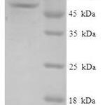 SDS-PAGE separation of QP7200 followed by commassie total protein stain results in a primary band consistent with reported data for GMPR / GMPR1. These data demonstrate Greater than 90% as determined by SDS-PAGE.