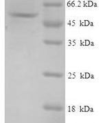 SDS-PAGE separation of QP7200 followed by commassie total protein stain results in a primary band consistent with reported data for GMPR / GMPR1. These data demonstrate Greater than 90% as determined by SDS-PAGE.