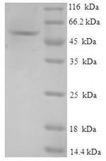 SDS-PAGE separation of QP7200 followed by commassie total protein stain results in a primary band consistent with reported data for GMPR / GMPR1. These data demonstrate Greater than 90% as determined by SDS-PAGE.