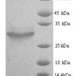 SDS-PAGE separation of QP7206 followed by commassie total protein stain results in a primary band consistent with reported data for plsC. These data demonstrate Greater than 90% as determined by SDS-PAGE.