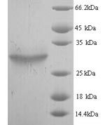 SDS-PAGE separation of QP7206 followed by commassie total protein stain results in a primary band consistent with reported data for plsC. These data demonstrate Greater than 90% as determined by SDS-PAGE.