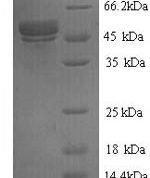 SDS-PAGE separation of QP7209 followed by commassie total protein stain results in a primary band consistent with reported data for Botulinum neurotoxin type F. These data demonstrate Greater than 90% as determined by SDS-PAGE.