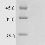 SDS-PAGE separation of QP7211 followed by commassie total protein stain results in a primary band consistent with reported data for Cathelicidin-4. These data demonstrate Greater than 90% as determined by SDS-PAGE.