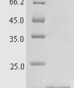 SDS-PAGE separation of QP7211 followed by commassie total protein stain results in a primary band consistent with reported data for Cathelicidin-4. These data demonstrate Greater than 90% as determined by SDS-PAGE.