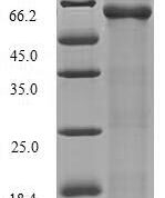 SDS-PAGE separation of QP7212 followed by commassie total protein stain results in a primary band consistent with reported data for RNA-splicing ligase RtcB. These data demonstrate Greater than 81% as determined by SDS-PAGE.