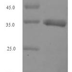 SDS-PAGE separation of QP7218 followed by commassie total protein stain results in a primary band consistent with reported data for Interferon alpha-G. These data demonstrate Greater than 90% as determined by SDS-PAGE.