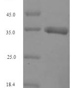 SDS-PAGE separation of QP7218 followed by commassie total protein stain results in a primary band consistent with reported data for Interferon alpha-G. These data demonstrate Greater than 90% as determined by SDS-PAGE.