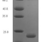 SDS-PAGE separation of QP7219 followed by commassie total protein stain results in a primary band consistent with reported data for Antibacterial peptide PMAP-36. These data demonstrate Greater than 90% as determined by SDS-PAGE.