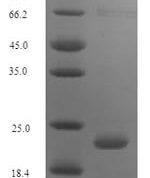 SDS-PAGE separation of QP7219 followed by commassie total protein stain results in a primary band consistent with reported data for Antibacterial peptide PMAP-36. These data demonstrate Greater than 90% as determined by SDS-PAGE.