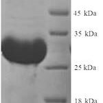 SDS-PAGE separation of QP7221 followed by commassie total protein stain results in a primary band consistent with reported data for Thyroxine 5-deiodinase. These data demonstrate Greater than 90% as determined by SDS-PAGE.