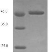 SDS-PAGE separation of QP7226 followed by commassie total protein stain results in a primary band consistent with reported data for Vacuolating cytotoxin autotransporter. These data demonstrate Greater than 90% as determined by SDS-PAGE.