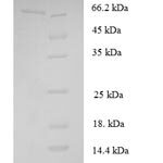 SDS-PAGE separation of QP7238 followed by commassie total protein stain results in a primary band consistent with reported data for Cystathionine beta-lyase. These data demonstrate Greater than 90% as determined by SDS-PAGE.