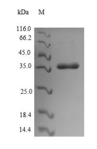 SDS-PAGE separation of QP7239 followed by commassie total protein stain results in a primary band consistent with reported data for CS6 fimbrial subunit B. These data demonstrate Greater than 92.2% as determined by SDS-PAGE.