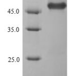 SDS-PAGE separation of QP7242 followed by commassie total protein stain results in a primary band consistent with reported data for Protease 7. These data demonstrate Greater than 90% as determined by SDS-PAGE.