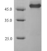 SDS-PAGE separation of QP7242 followed by commassie total protein stain results in a primary band consistent with reported data for Protease 7. These data demonstrate Greater than 90% as determined by SDS-PAGE.