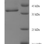 SDS-PAGE separation of QP7247 followed by commassie total protein stain results in a primary band consistent with reported data for MAP3K7 C-terminal-like protein. These data demonstrate Greater than 90% as determined by SDS-PAGE.