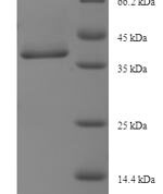SDS-PAGE separation of QP7247 followed by commassie total protein stain results in a primary band consistent with reported data for MAP3K7 C-terminal-like protein. These data demonstrate Greater than 90% as determined by SDS-PAGE.