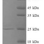 SDS-PAGE separation of QP7250 followed by commassie total protein stain results in a primary band consistent with reported data for Selenoprotein T. These data demonstrate Greater than 90% as determined by SDS-PAGE.