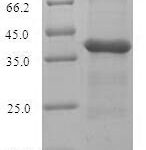 SDS-PAGE separation of QP7252 followed by commassie total protein stain results in a primary band consistent with reported data for Adapter protein MecA. These data demonstrate Greater than 90% as determined by SDS-PAGE.