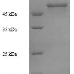 SDS-PAGE separation of QP7253 followed by commassie total protein stain results in a primary band consistent with reported data for Steroid C26-monooxygenase. These data demonstrate Greater than 90% as determined by SDS-PAGE.