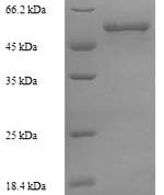 SDS-PAGE separation of QP7253 followed by commassie total protein stain results in a primary band consistent with reported data for Steroid C26-monooxygenase. These data demonstrate Greater than 90% as determined by SDS-PAGE.