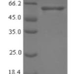 SDS-PAGE separation of QP7255 followed by commassie total protein stain results in a primary band consistent with reported data for Enolase. These data demonstrate Greater than 90% as determined by SDS-PAGE.