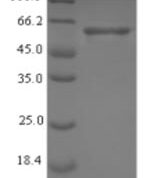 SDS-PAGE separation of QP7255 followed by commassie total protein stain results in a primary band consistent with reported data for Enolase. These data demonstrate Greater than 90% as determined by SDS-PAGE.