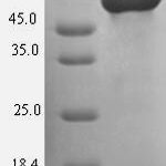 SDS-PAGE separation of QP7257 followed by commassie total protein stain results in a primary band consistent with reported data for GNAS- subunit alpha isoforms short. These data demonstrate Greater than 90% as determined by SDS-PAGE.