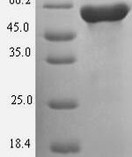 SDS-PAGE separation of QP7257 followed by commassie total protein stain results in a primary band consistent with reported data for GNAS- subunit alpha isoforms short. These data demonstrate Greater than 90% as determined by SDS-PAGE.