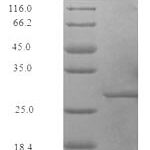 SDS-PAGE separation of QP7259 followed by commassie total protein stain results in a primary band consistent with reported data for 50S ribosomal protein L7 / L12. These data demonstrate Greater than 90% as determined by SDS-PAGE.