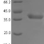 SDS-PAGE separation of QP7260 followed by commassie total protein stain results in a primary band consistent with reported data for LDH-A / LDHA. These data demonstrate Greater than 90% as determined by SDS-PAGE.