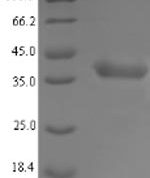 SDS-PAGE separation of QP7260 followed by commassie total protein stain results in a primary band consistent with reported data for LDH-A / LDHA. These data demonstrate Greater than 90% as determined by SDS-PAGE.