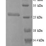 SDS-PAGE separation of QP7261 followed by commassie total protein stain results in a primary band consistent with reported data for fkpA. These data demonstrate Greater than 90% as determined by SDS-PAGE.