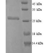 SDS-PAGE separation of QP7261 followed by commassie total protein stain results in a primary band consistent with reported data for fkpA. These data demonstrate Greater than 90% as determined by SDS-PAGE.