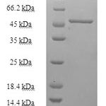 SDS-PAGE separation of QP7263 followed by commassie total protein stain results in a primary band consistent with reported data for Purine nucleoside phosphorylase / PNP. These data demonstrate Greater than 90% as determined by SDS-PAGE.