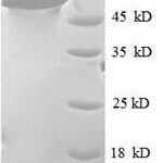 SDS-PAGE separation of QP7268 followed by commassie total protein stain results in a primary band consistent with reported data for H2-K1. These data demonstrate Greater than 90% as determined by SDS-PAGE.