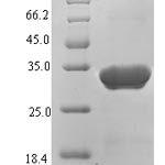 SDS-PAGE separation of QP7274 followed by commassie total protein stain results in a primary band consistent with reported data for Protein X. These data demonstrate Greater than 90% as determined by SDS-PAGE.