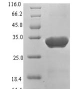 SDS-PAGE separation of QP7274 followed by commassie total protein stain results in a primary band consistent with reported data for Protein X. These data demonstrate Greater than 90% as determined by SDS-PAGE.