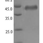 SDS-PAGE separation of QP7275 followed by commassie total protein stain results in a primary band consistent with reported data for cytomegalovirus (HCMV) Glycoprotein B / gB. These data demonstrate Greater than 90% as determined by SDS-PAGE.