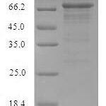 SDS-PAGE separation of QP7280 followed by commassie total protein stain results in a primary band consistent with reported data for Influenza A H1N1 (strain A / Puerto Rico / 8 / 1934) Nucleoprotein. These data demonstrate Greater than 80% as determined by SDS-PAGE.