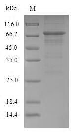 SDS-PAGE separation of QP7280 followed by commassie total protein stain results in a primary band consistent with reported data for Influenza A H1N1 (strain A / Puerto Rico / 8 / 1934) Nucleoprotein. These data demonstrate Greater than 80% as determined by SDS-PAGE.